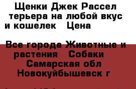 Щенки Джек Рассел терьера на любой вкус и кошелек › Цена ­ 13 000 - Все города Животные и растения » Собаки   . Самарская обл.,Новокуйбышевск г.